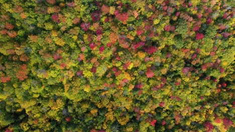 vista aérea de pájaro del bosque colorido en el pico de otoño, visualización de colores de follaje vívido en un día soleado, disparo de drones de arriba hacia abajo