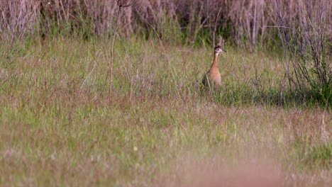a bird in a grassy field