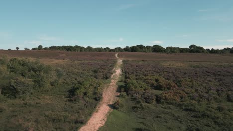 Toma-Aérea-Empujando-Hacia-Adelante-Por-El-Camino-Y-Luego-Sobre-El-Bosque-Durante-El-Día-Con-El-Cielo-Azul