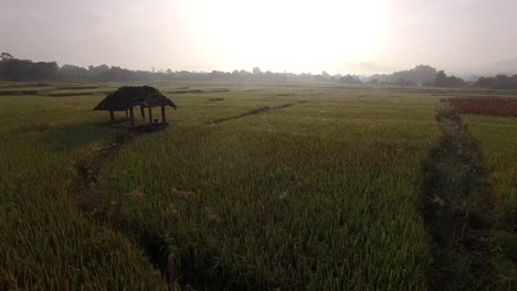 Campo-De-Arroz-Al-Amanecer,-Toma-Aérea-Del-Campo-De-Arroz-Al-Amanecer