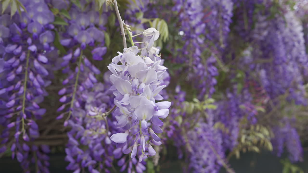 Close up of the purple wisteria flowers on the tree
