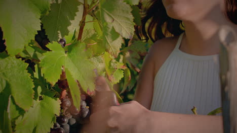 vineyard girl harvests a red grape cluster and smells it slow motion