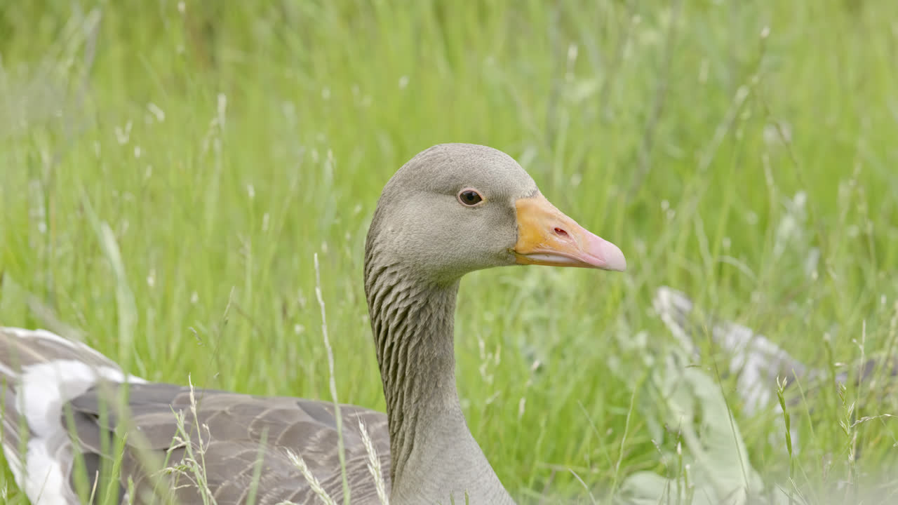 캐나다의 그레이라그 거위 가족은 링컨셔 습지의 갈대  ⁇  사이에서 먹이를 먹고 여름  ⁇ 을 즐기고 있습니다.