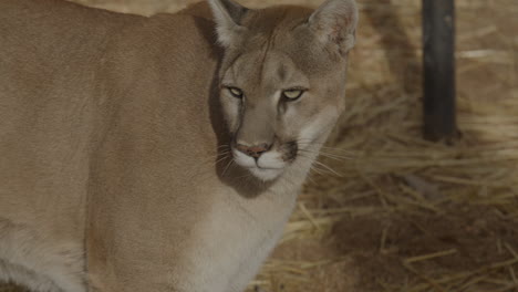 Female-mountain-lion-stalking-prey-in-slow-motion-in-an-arid-desert-climate---In-the-style-of-a-Nature-Documentary