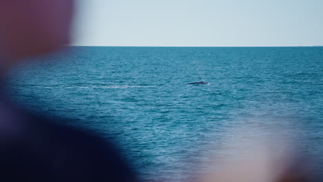 ballena jorobada emergiendo sobre el océano mientras es vista por un barco de observación de ballenas, cámara lenta de 4k