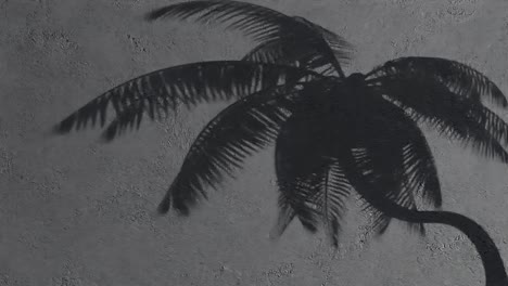 palm tree shadow on textured black wall