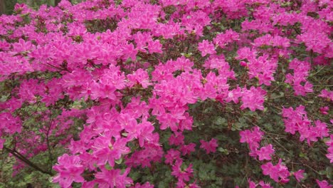 粉紅色亞薩莉亞 (azalea japonica) 的花朵,並且有許多花朵