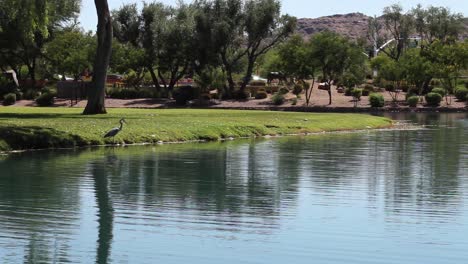 a great blue heron stands on the bank of an urban pond, scottsdale, arizona