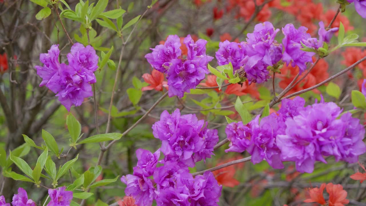 Slow motion close up over purple flowers in full bloom