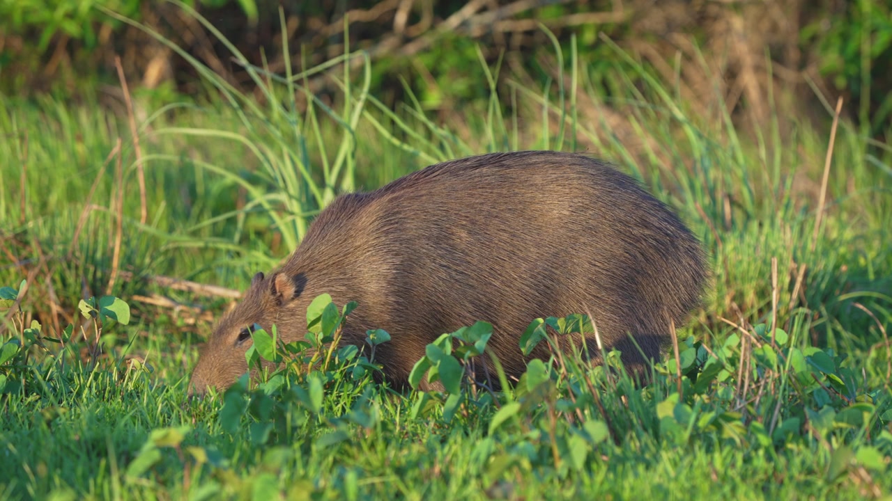 Un capibara si nutre con la testa bassa nell'erba fitta durante le prime luci calde del mattino, isolato dal gruppo in un campo tranquillo in Argentina.