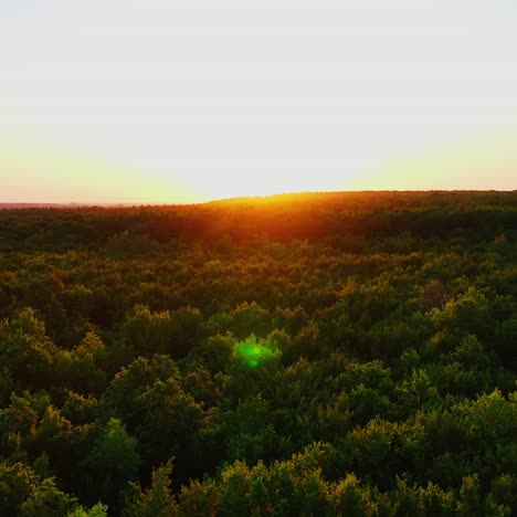 tops of trees at sunset. the sun rising up over the green forest. nature background in summer. aerial view. camera moves to the left.