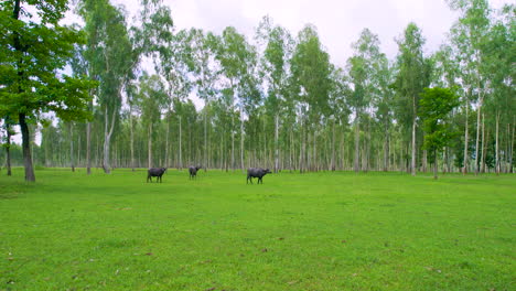 Drohnenaufnahme-Von-Büffeln,-Die-Im-Dichten-Grünen-Wald-Rund-Um-Nepal-Grasen