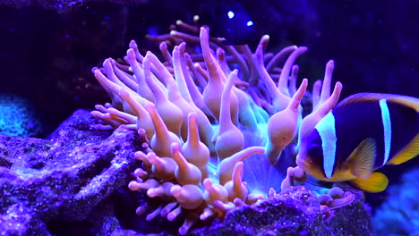 clownfish and anemone in aquarium