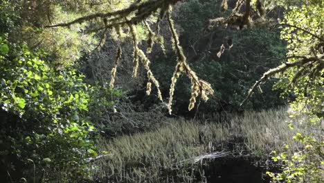 Lichen-covered-branch-with-cobwebs-back-lit