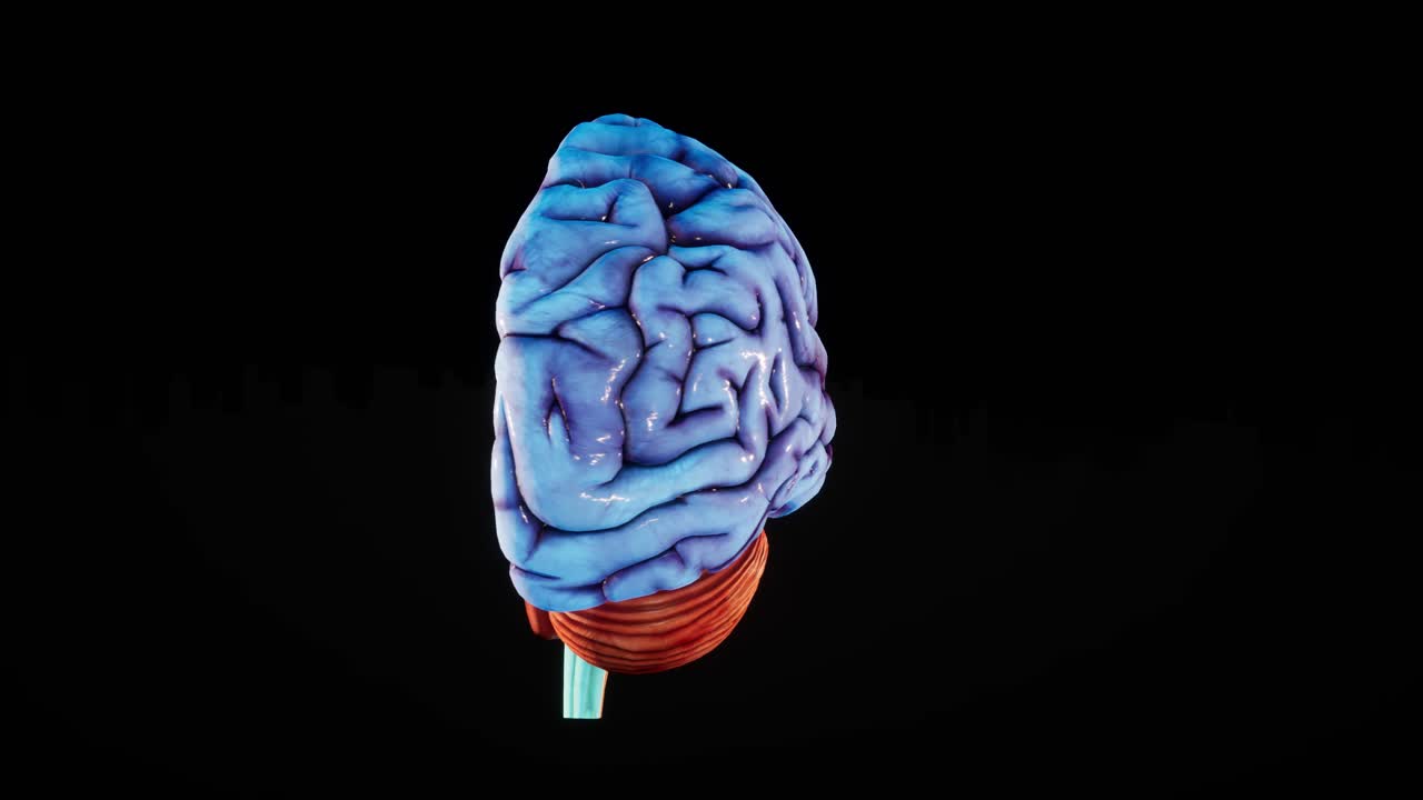Hjernebetændelse. Anatomisk model af menneskehjernen 3D glansfuld hjerne