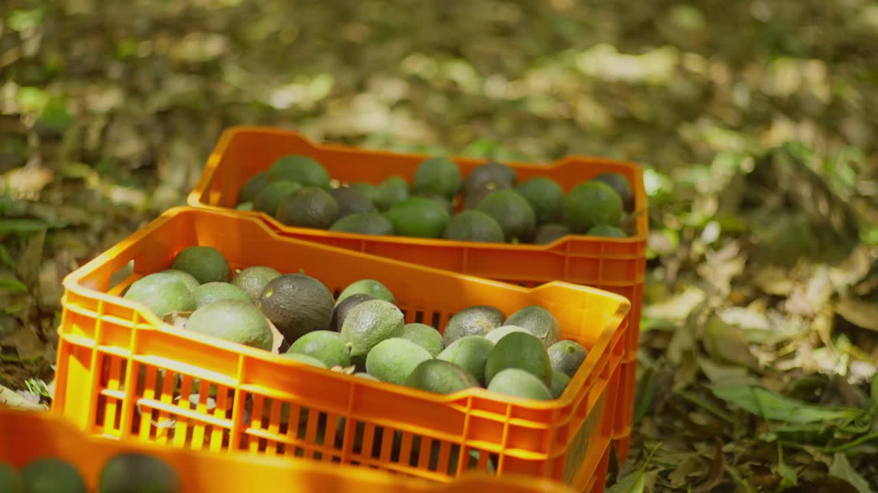 SLOW MOTION SHOT OF AVOCADO FILLED BOXES AT A FARM IN MICHOACAN