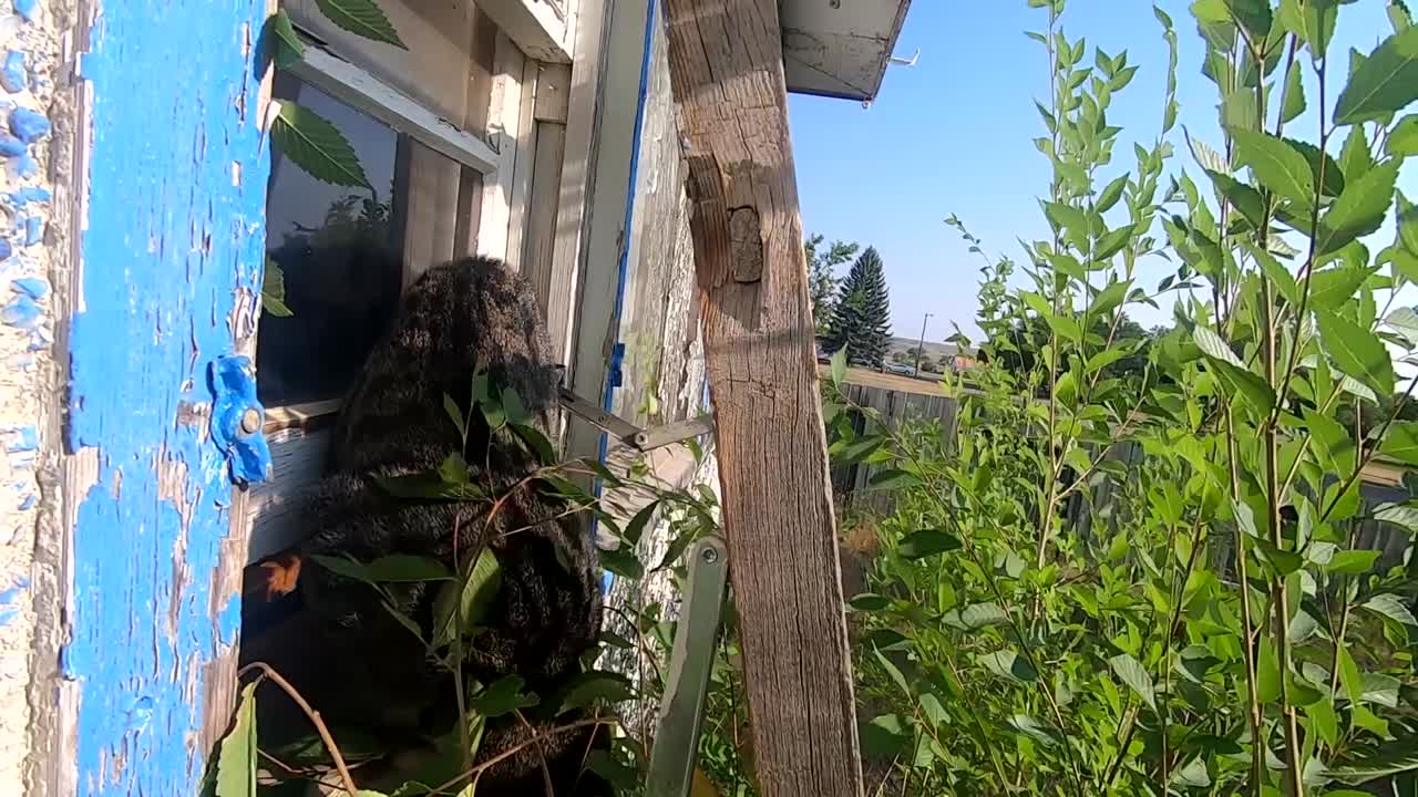 새끼 고양이 가 농장 집 의 창문 밖 에 머리 를 앉히고 있다