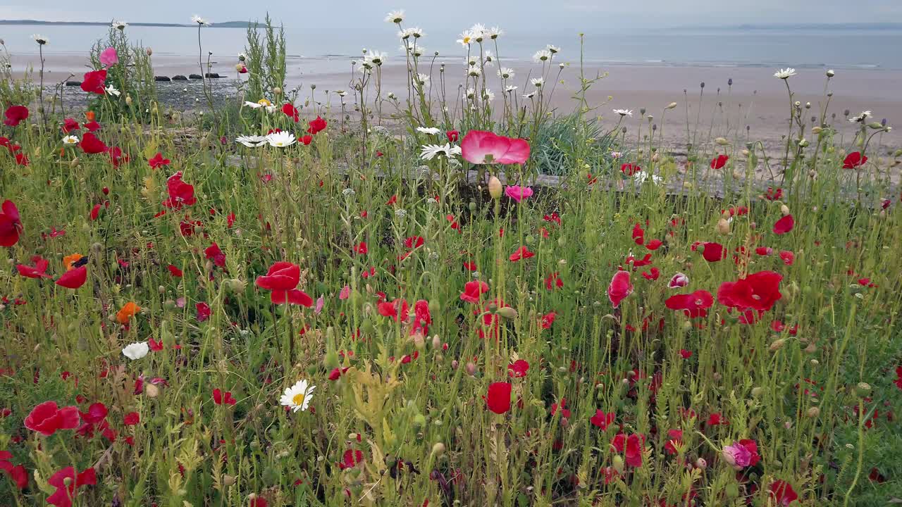 스코틀랜드 해안 마을의 썰물 때 해변 앞에 야생화 팬을 닫습니다