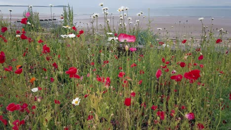 Close-up-pan-of-wild-flowers-in-front-of-beach-at-low-tide-in-a-Scottish-coastal-village