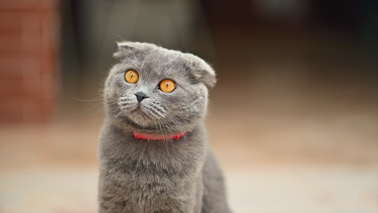 Adorable gray cat with orange eyes relaxing on the floor and staring calmly at the camera