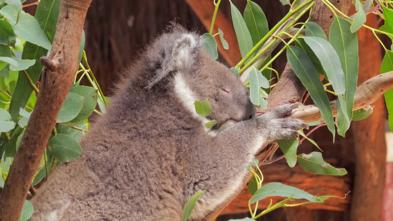 koala durmiendo sentado en un árbol acostado en una rama