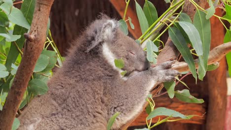 koala sleeping sitting in tree laying on branch