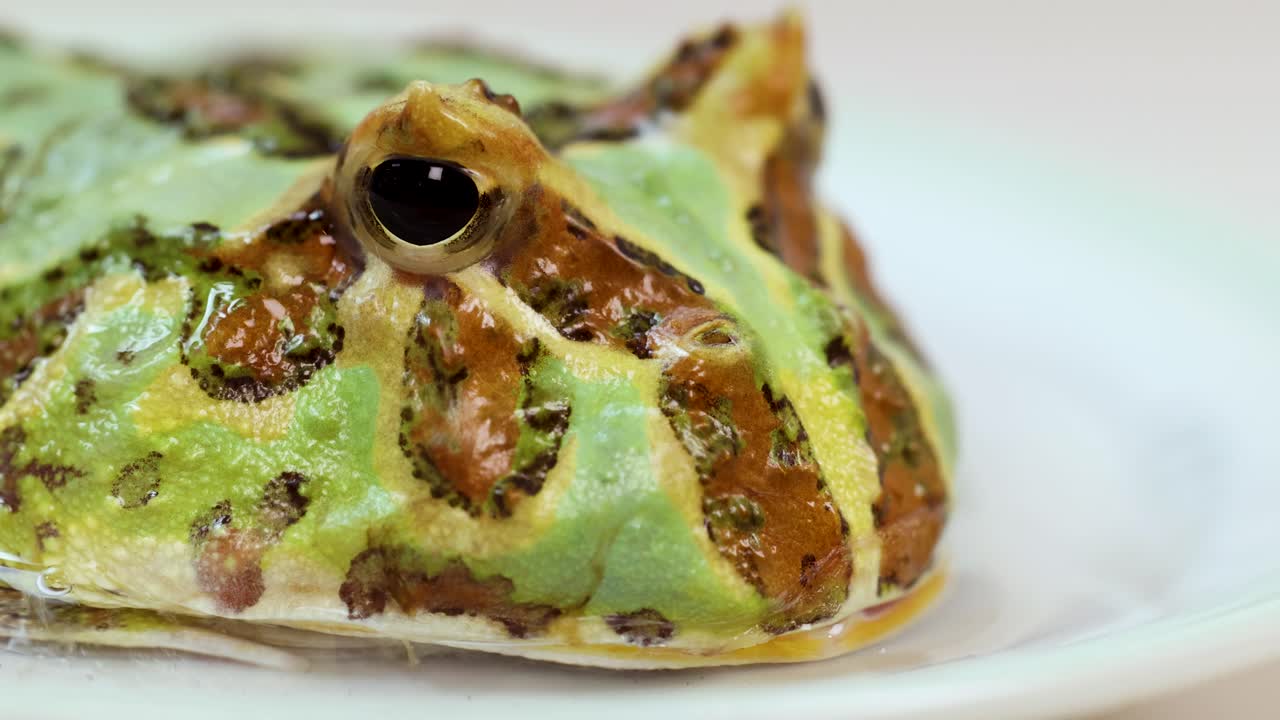 Detailed close-up of a vibrant green horned frog, showcasing its unique patterns and textures in a well-lit environment