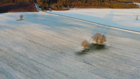 Robles-Desnudos-En-Un-Campo-Cubierto-De-Nieve-En-Invierno---Dron-Descendente