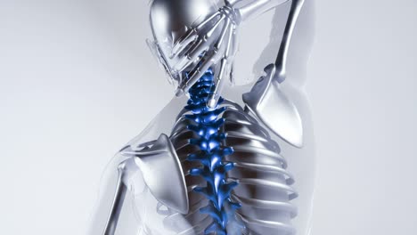 human spine skeleton bones model with organs