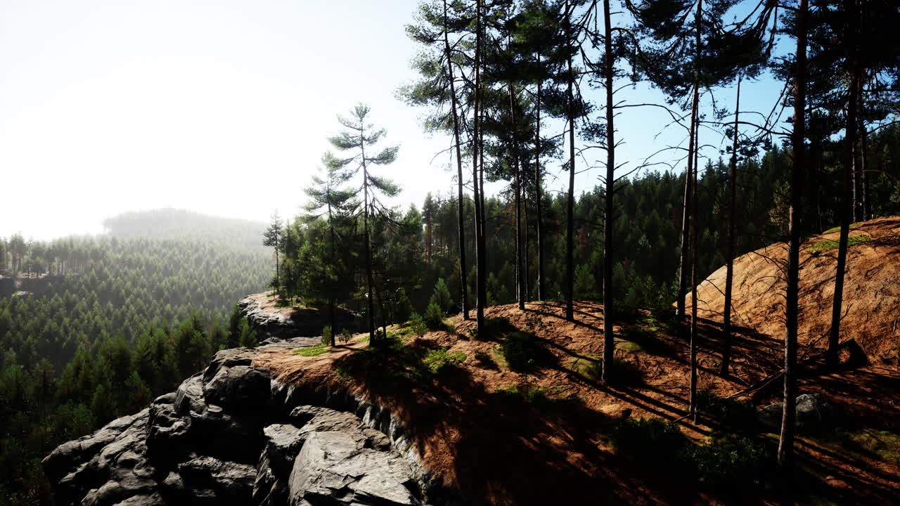 hermoso bosque perenne remoto en la montaña