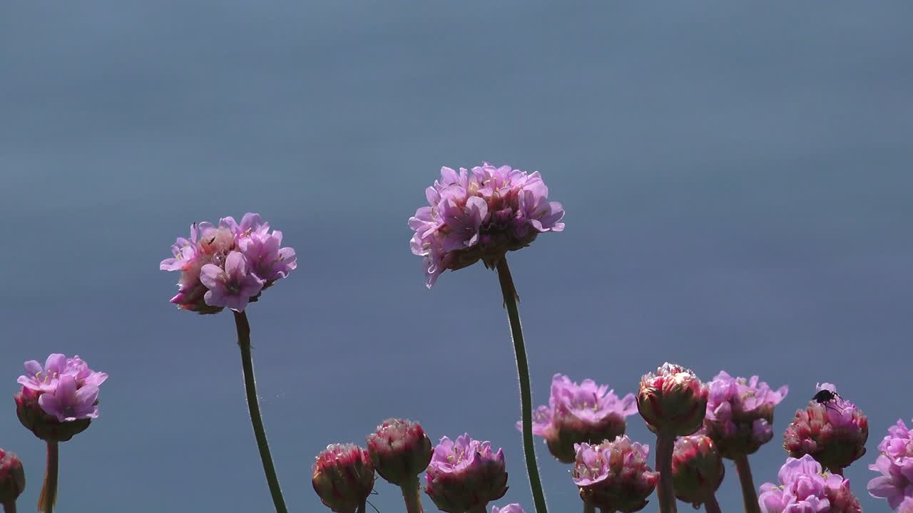 sea pinks in light winds Copper Coast Waterford