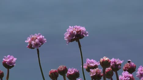 sea pinks in light winds copper coast waterford