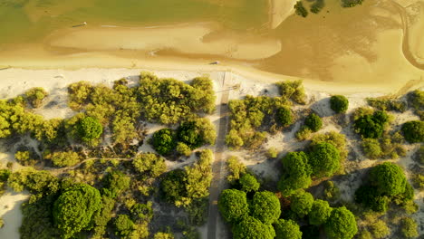 aerial flying over pedestrian walk road through umbrella pine forest in spanish dunes towards shallow water of piedras river where one unrecognizable person walks along the beachline, el rompido city