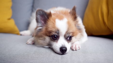 Chihuahua-Hund-Liegt-Auf-Einem-Bequemen-Sofa-Und-Blickt-In-Eine-Kamera-Im-Wohnzimmer