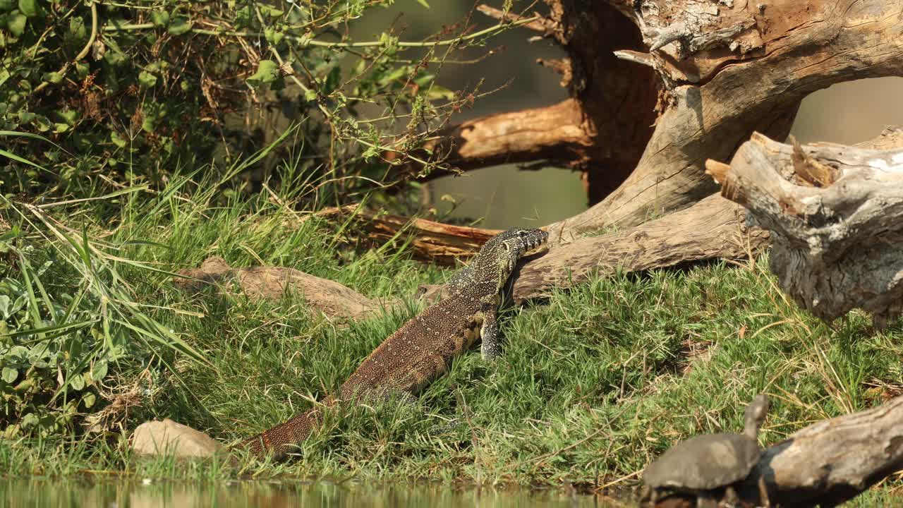Un varano acquatico che esce dall'acqua annusando con la lingua mentre una testuggine si crogiola al sole su un albero morto nell'acqua, Greater Kruger.