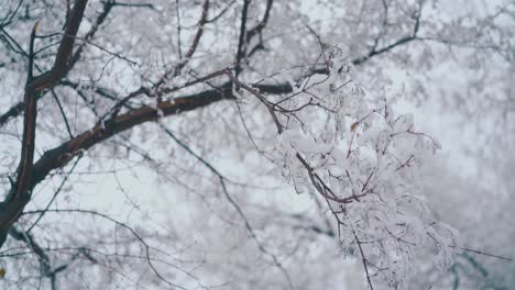 branches with snow against blurred high tree and grey sky