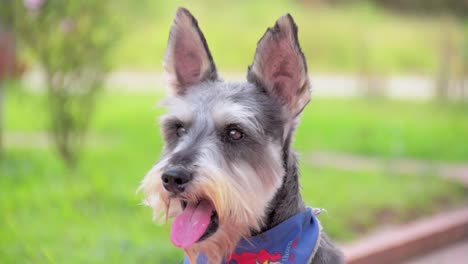 muy lindo schnauzer gris parado y enfocado perro feliz boca abierta grandes orejas con pañuelo perro barba