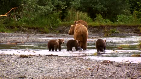 una madre oso kodiak (ursus arctos middendorffi) con sus cachorros pescando en un arroyo nwr alaska 2007