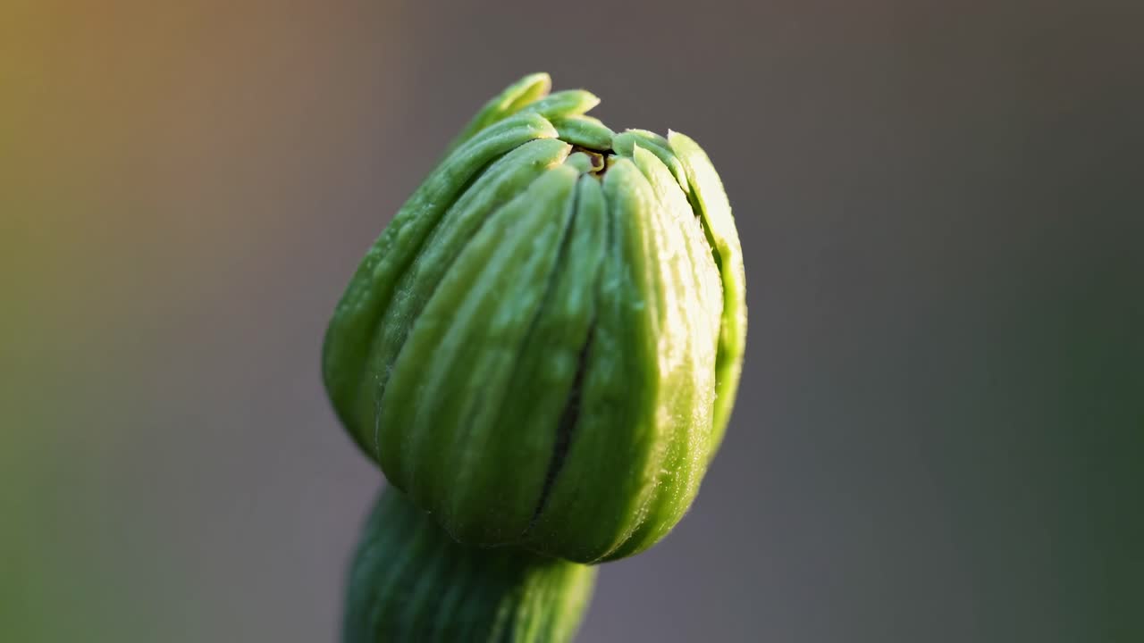 Close-up of a green flower bud against a blurred background, captured from a low angle