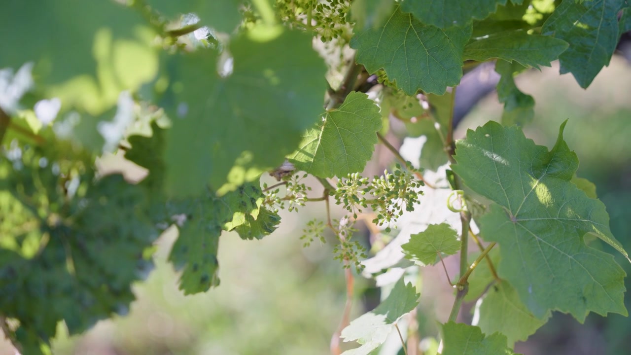 Uno scatto ravvicinato cattura giovani e verdi fiori di vite e foglie di vite vivaci che crescono in un vigneto soleggiato all'inizio dell'estate, evidenziando le delicate prime fasi di sviluppo della produzione vinicola.