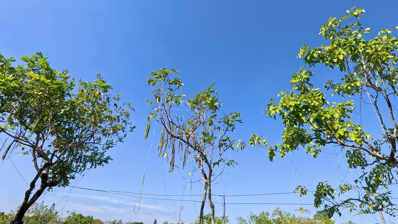 방의 라마 ix 공원에서 은 파란 하늘 아래 나무가 부드럽게 흔들리고 있으며, 평온하고 활기찬 자연 장면을 포착합니다.