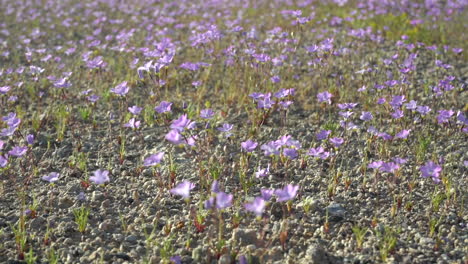 120-fps-Zeitlupenaufnahmen-Von-Tausenden-Winzigen-Wildblumen,-Die-Sich-Im-Wind-Bewegen