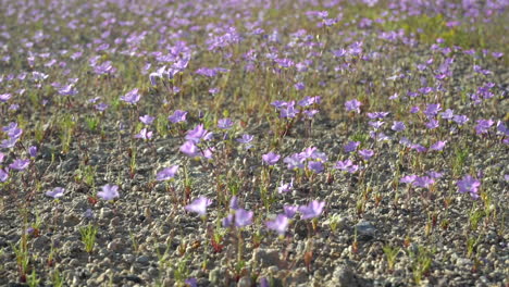 imágenes en cámara lenta de 120 fps de miles de diminutas flores silvestres moviéndose con la brisa