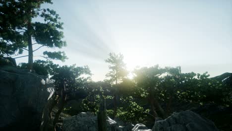 sun beams through trees