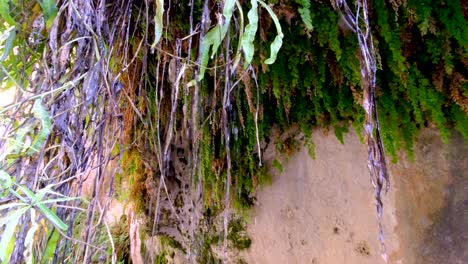 Natürliche-Grüne-Pflanzenwand-In-Freier-Wildbahn,-Abgelegene-Schlucht-Mit-Süßwasser,-Das-Aus-Blättern-In-Natürlicher-Umgebung-Tropft