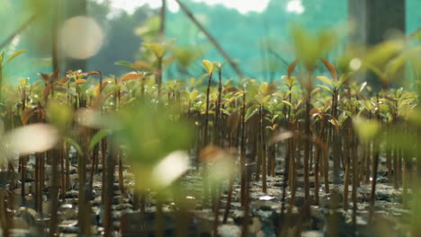 rack focus shot of beautiful plants and sunshine