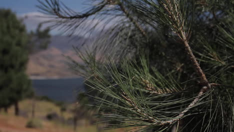 pine tree overlooking a lake