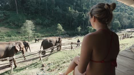 female tourist overlooks elephants from boardwalk in thailand sanctuary