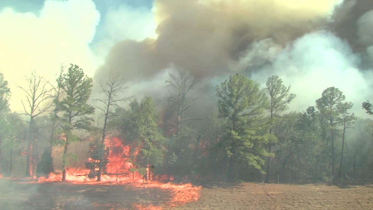 un viento azotó los incendios forestales a través de un campo y en un bosque