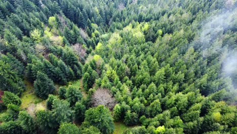 Aerial-top-down-slow-view-of-muddy-forest-mountain-path-with-fast-moving-clouds-in-Vosges,-France-4K